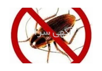 چگونه سوسک ها را از بین ببرید در تهران سوسک ها آفات کثیف هستند آنها
