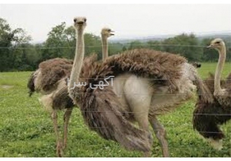 پرورش شترمرغ، فروش جوجه شترمرغ، طیور