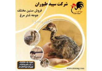 فروش جوجه شترمرغ شتر مرغ گردن آبی طیور در تهران فروش جوجه شترمرغ