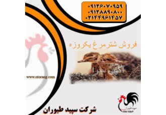 تولید پرورش شترمرغ جوجه شترمرغ طیور در تهران تولید پرورش شترمرغ