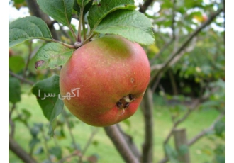 نهالستان سیب ، نهال سیب ، فروش نهال سیب