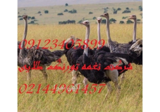 فروش جوجه شترمرغ بدون تلفات ، فروش مرغ و طیور