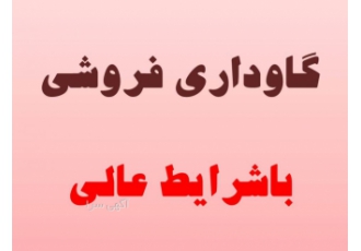 فروش گاوداری با امکانات کامل قزوین