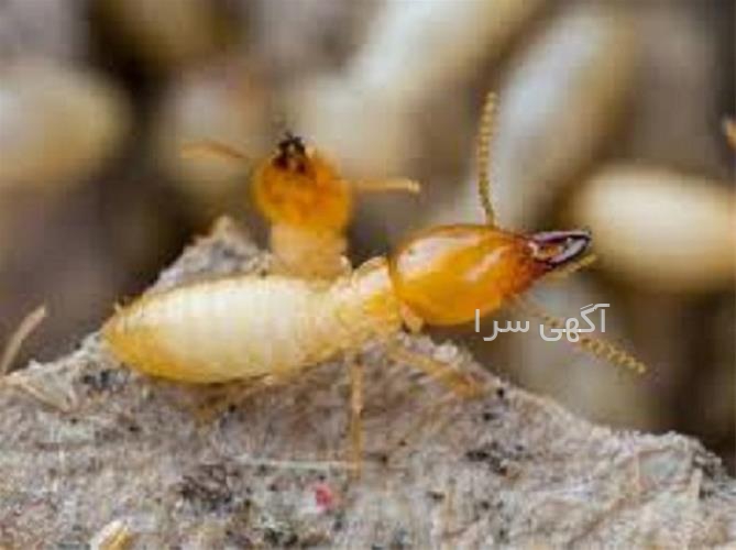آگهی های امور منزل - خرم آباد