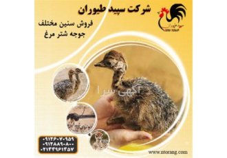 پرورش شترمرغ ، جوجه شترمرغ هچری - طیور