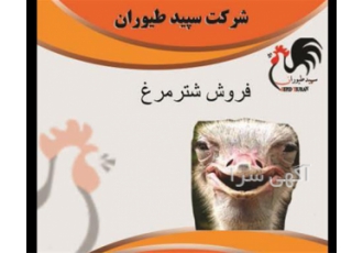 فروش جوجه شترمرغ سپید طیور طیور در تهران فروش جوجه شترمرغ سپید طیور