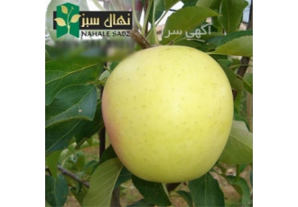 فروش نهال سیب