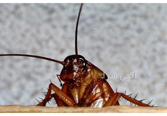 سمپاشی کنه کبوتری به صورت تضمینی