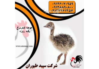 قیمت انواع شترمرغ مولد