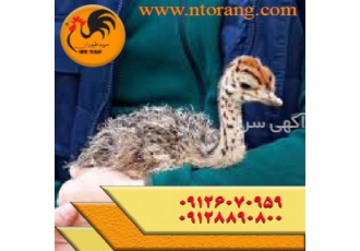 شترمرغ گردن آبی، قیمت شترمرغ گردن آبی، طیور