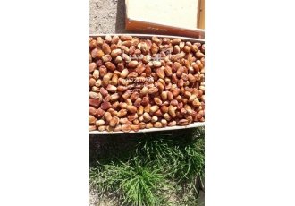 خرمای زاهدی پشت کوه صادراتی