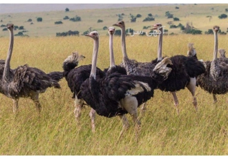 عرضه و فروش شترمرغ مولد - طیور