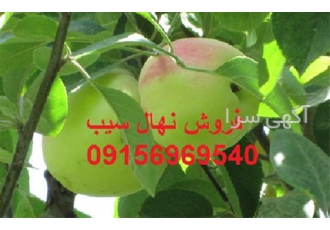 فروش نهال سیب توسرخ لبنان نهال سیب سفید در تبریز نهالستان بزرگ قاصدک