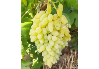 خرید انگور بی هسته ، انگور عسکری ، انگور سیاه