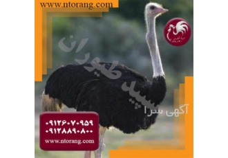 جوجه شترمرغ - فروش دان جوجه شترمرغ - طیور