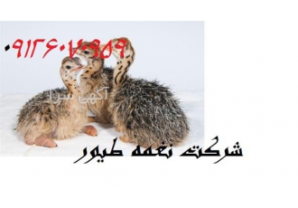 فروش و قیمت شترمرغ در سنین مختلف
