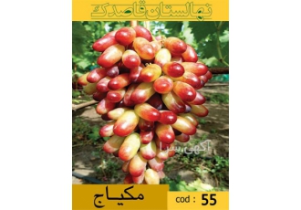 فروش انگور مکیاج