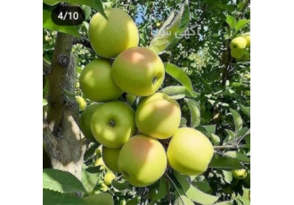 نهال فروشی فروش نهال های مثمر و غیر مثمر در ارداق موسسه کشاورزی گل بار