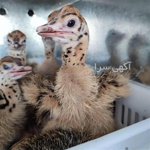 آگهی های خدمات طیور - جیرفت