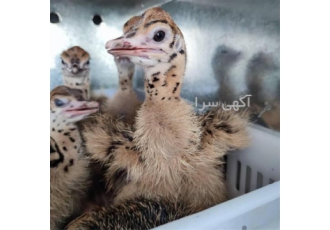 فروش جوجه محلی و جوجه گوشتی