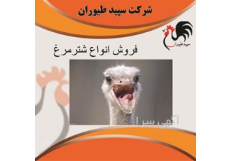 شترمرغ ۲ ماهه قیمت فروش جوجه شترمرغ طیور در تهران شترمرغ 2 ماهه