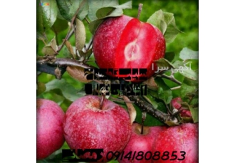 فروش نهال سیب ارقام مختلف در میاندوآب فروش نهال سیب درارقام مختلف