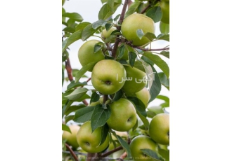 فروش قلم سیب پیوندی سبز ریشه لخت و گلدانی در ساری فروش قلم سیب پیوندی