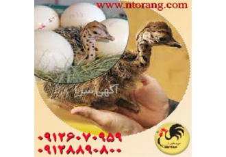 فروش جوجه یکروزه شترمرغ قیمت شترمرغ طیور در تهران فروش جوجه یکروزه