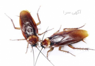 فروش سم موریانه سم پاشی