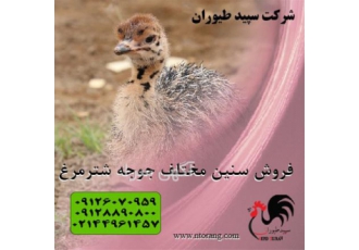 فروش ویژه شترمرغ 45 روزه - طیور