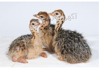 فروش جوجه شترمرغ 10 روزه ، خرید از تولیدکننده فروش جوجه شترمرغ 10 روزه ، خرید از تولیدکننده