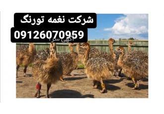 پرورش شترمرغ نغمه تورنگ طیور