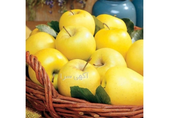 فروش درخت سیب زرد لبنانی گلدانی
