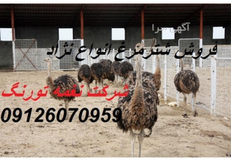 فروش جوجه شترمرغ یک ماهه