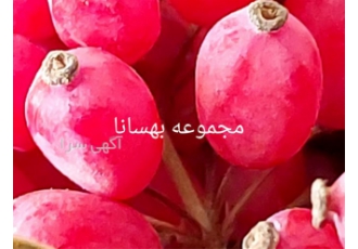 فروش عمده زرشک اعلا، فروش زرشک