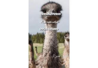 فروش شترمرغ _ نغمه تورنگ