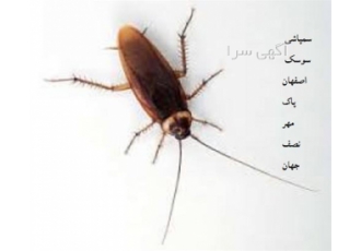 سمپاشی سوسک ، سمپاشی سوسک کابینت