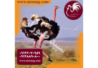 فروش شترمرغ کانادایی گردن آبی در سنین مختلف در تهران فروش شترمرغ