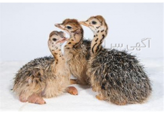 قیمت فروش جوجه شتر مرغ ۲ ماه طیور در تهران قیمت فروش جوجه شتر مرغ 2