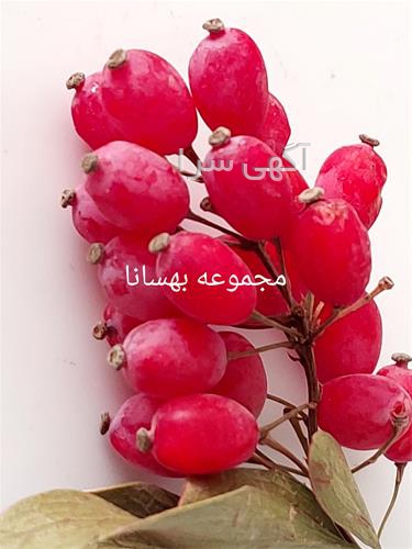 آگهی های محصولات زراعی و باغی - زاهدان