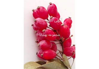 پخش و فروش عمده زرشک امسالی با قیمت ارزان