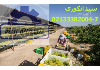 تولید سبد بسته بندی ، قیمت سبد انگور