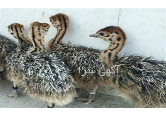 قیمت جوجه شترمرغ چهار ماهه در مزرعه شترمرغ - طیور