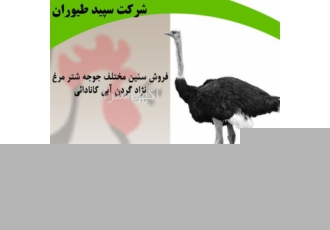 فروش مستقیم جوجه شترمرغ - طیور
