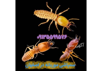 سمپاشی موریانه چوب خور و بتن خور به صورت تخصصی در اصفهان سمپاشی موریانه