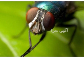 سمپاشی مگس در اصفهان سمپاشی مگس در اصفهان مگس ریشه کنی قطعی انواع مگس