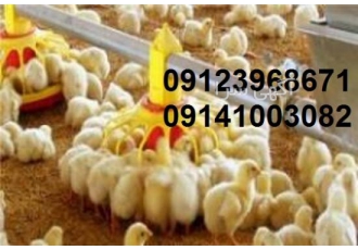 فروش جوجه گوشتی فروش جوجه گوشتی راس کاپ ارین پلاس هوبارد شرکت اریا