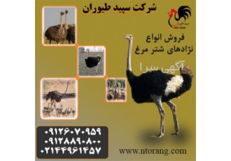 قیمت شترمرغ پرواری ، بهترین خریدار شترمرغ - طیور