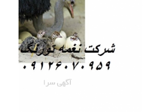 فروش شترمرغ بیست روزه در تهران فروش شترمرغ بیست روزه فروش شترمرغ بیست