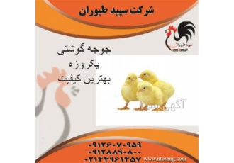 جوجه مرغ گوشتی - جوجه گوشتی 1روزه - طیور